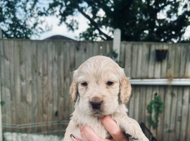 Stunning Cocker spaniel puppies