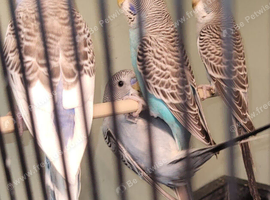 Split to black face stunning baby budgies