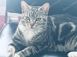 Beautiful & Loving Cat Looking for a Forever Home