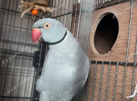 Breedig pair indian ringnecks
