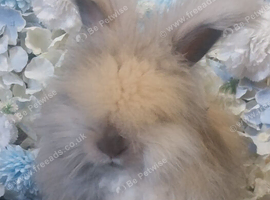 Beautiful Angora boys x 2