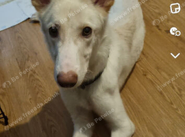 German shepherd cross borner collie
