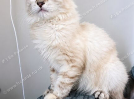 Gorgeous Chocolate Tortie Ragdoll