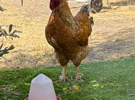 Cockerel requires new home