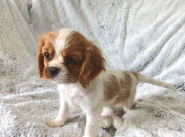 Beautiful cavalier puppies