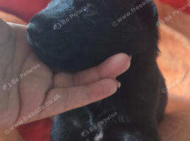 Black German Shepherd Puppies