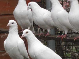 White  Dove