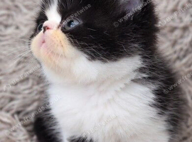 Persian kittens