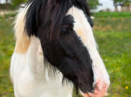 Pandora cob mare