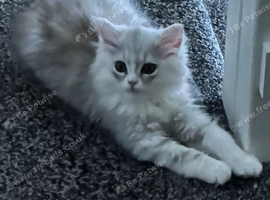 Kitten panda