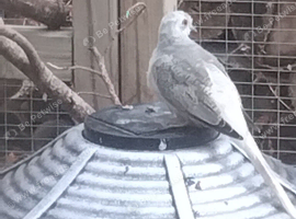 3 Diamond Doves