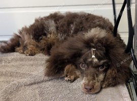 Brown merle & tan toy poodle