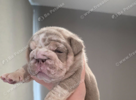 British bulldog pups
