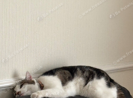 Lovely, Loving 4-Year-Old Cat Looking for His New Home
