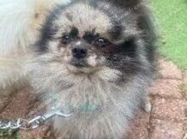 Beautiful Merrill Pomeranian boy