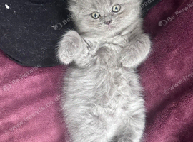 Persian Kittens
