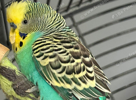 Budgies for sale