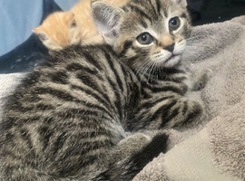 Tabby male kitten