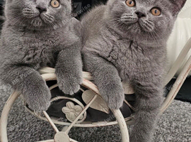 2 Beautiful Scottish Fold And Straight Ear Kittens