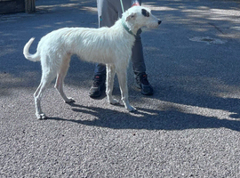 Suzuki deerhound greyhound