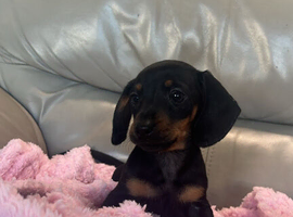 Girl dachshund