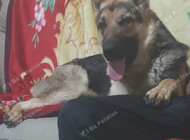 German shepard male 1 half years old
