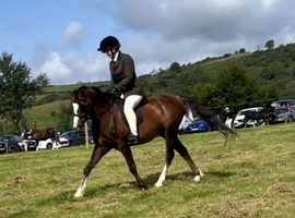 12.2hh welsh b gelding