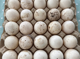 Fertile cherry valley hatching egss