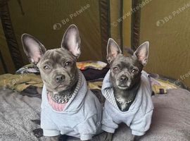 Beautiful Bullhuahua (French Bulldog &times; Chihuahua) Puppies
