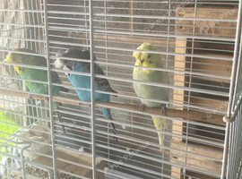 Crested budgies