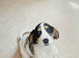 Beautiful cocker spaniels for sale