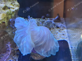 Various coral frags