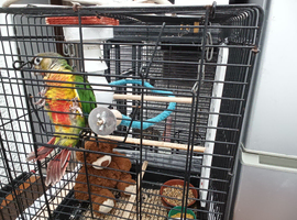Hand.Reared.Conure