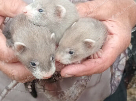Beautiful kits for sale