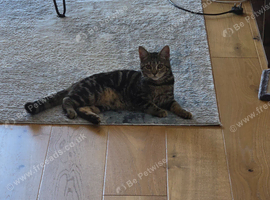 6 month little cat needs a new home