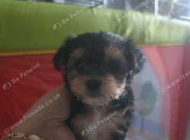Yorkie puppies