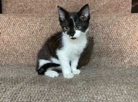 12 weeks kitten ready for new home