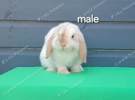 Superfriendly mini lop rabbit ready to leave