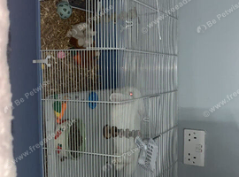 Hamster , mice , dwarf hamster , rabbit