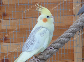 Baby cockatiel male