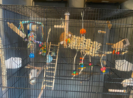 2 female celestial parrotlet&lsquo;s