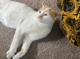 Male 10 months old