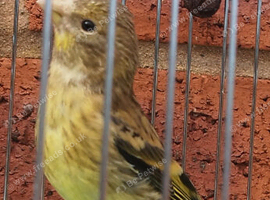 goldfinch mule