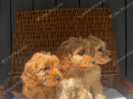 fully DNA health tested cockapoo puppies