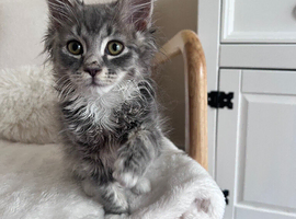 Indoor Male kitty
