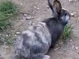 2 Boy Brother Rabbits