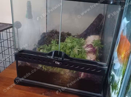 Millipedes for sale