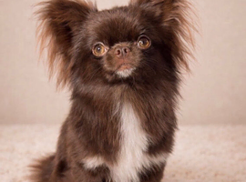 Chocolate Longcoat chihuahua stud