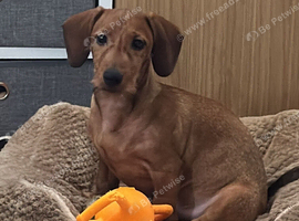Doxie x Dashhund