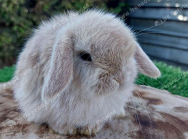 Pure bred mini lop baby rabbits
